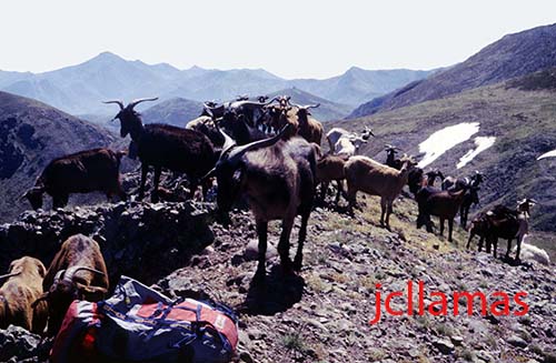 cabras-de-llánaves-naranco-valponguero