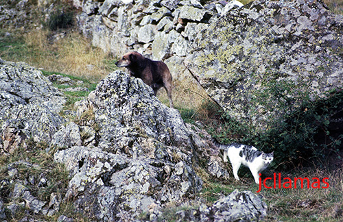 nombre-babia-perro-gato-torre